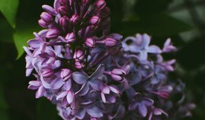 Preview wallpaper syringa, lilac, flowers, bush