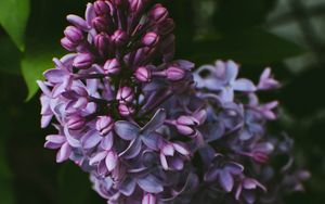 Preview wallpaper syringa, lilac, flowers, bush