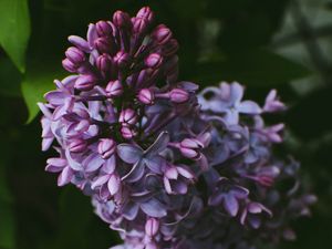 Preview wallpaper syringa, lilac, flowers, bush