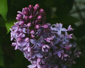 Preview wallpaper syringa, lilac, flowers, bush