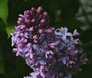 Preview wallpaper syringa, lilac, flowers, bush