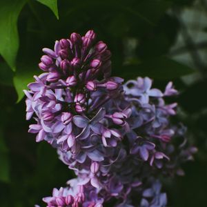 Preview wallpaper syringa, lilac, flowers, bush