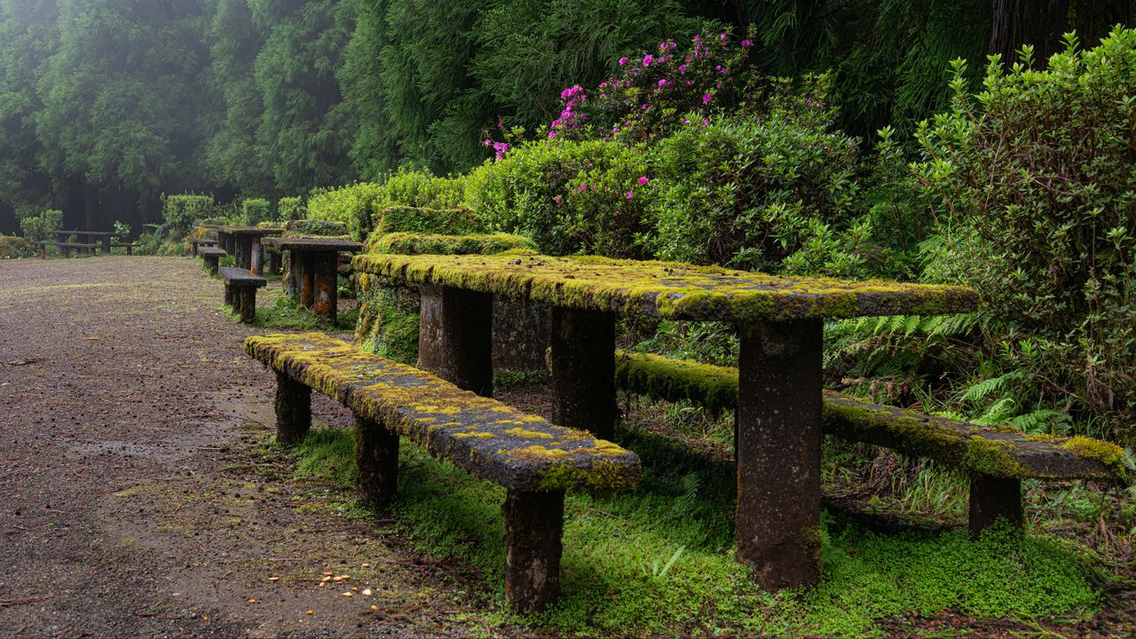 Wallpaper table, bench, moss, bushes