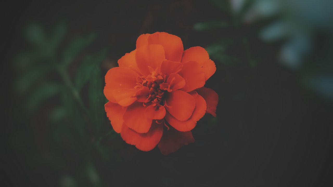 Wallpaper tagetes, flower, dark, petals, blooms, beautiful