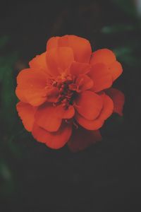 Preview wallpaper tagetes, flower, dark, petals, blooms, beautiful