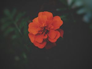 Preview wallpaper tagetes, flower, dark, petals, blooms, beautiful