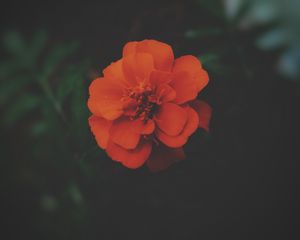 Preview wallpaper tagetes, flower, dark, petals, blooms, beautiful