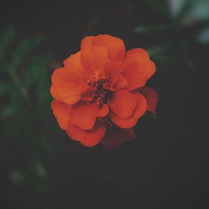 Preview wallpaper tagetes, flower, dark, petals, blooms, beautiful