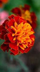 Preview wallpaper tagetes, flower, orange, blur