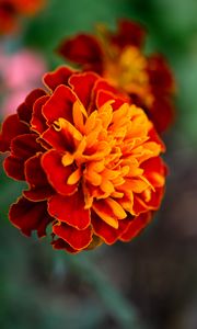 Preview wallpaper tagetes, flower, orange, blur