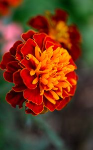 Preview wallpaper tagetes, flower, orange, blur