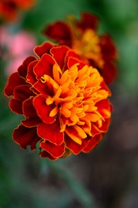 Preview wallpaper tagetes, flower, orange, blur