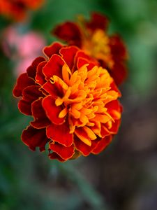 Preview wallpaper tagetes, flower, orange, blur