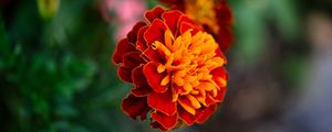 Preview wallpaper tagetes, flower, orange, blur