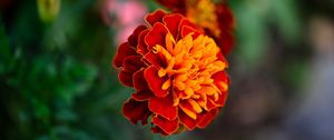 Preview wallpaper tagetes, flower, orange, blur