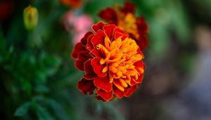 Preview wallpaper tagetes, flower, orange, blur