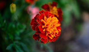 Preview wallpaper tagetes, flower, orange, blur