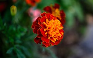 Preview wallpaper tagetes, flower, orange, blur