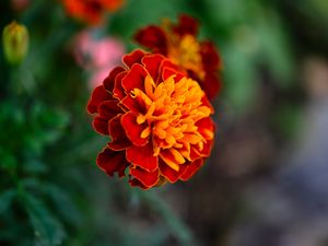 Preview wallpaper tagetes, flower, orange, blur