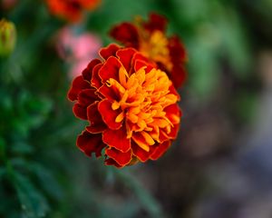 Preview wallpaper tagetes, flower, orange, blur