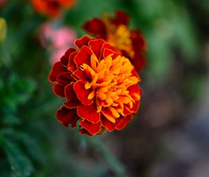 Preview wallpaper tagetes, flower, orange, blur