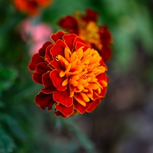 Preview wallpaper tagetes, flower, orange, blur