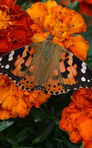 Preview wallpaper tagetes, flowers, butterfly, bright