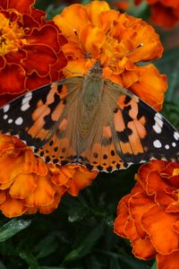 Preview wallpaper tagetes, flowers, butterfly, bright