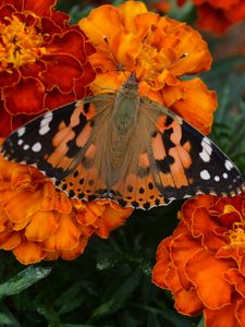 Preview wallpaper tagetes, flowers, butterfly, bright