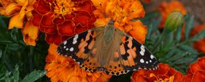 Preview wallpaper tagetes, flowers, butterfly, bright