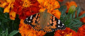 Preview wallpaper tagetes, flowers, butterfly, bright