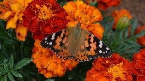 Preview wallpaper tagetes, flowers, butterfly, bright