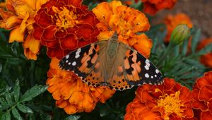 Preview wallpaper tagetes, flowers, butterfly, bright