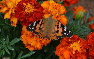 Preview wallpaper tagetes, flowers, butterfly, bright