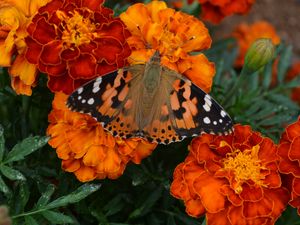 Preview wallpaper tagetes, flowers, butterfly, bright