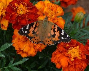 Preview wallpaper tagetes, flowers, butterfly, bright