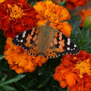 Preview wallpaper tagetes, flowers, butterfly, bright