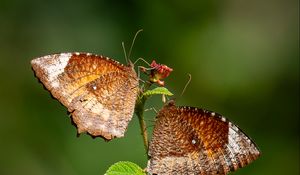 Preview wallpaper tailed palm fly, butterflies, plant, macro