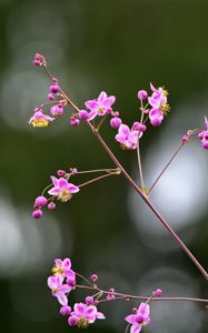 Preview wallpaper talinum, flowers, petals, branch