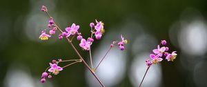 Preview wallpaper talinum, flowers, petals, branch
