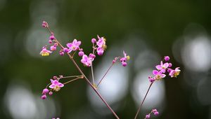 Preview wallpaper talinum, flowers, petals, branch