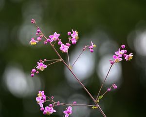 Preview wallpaper talinum, flowers, petals, branch