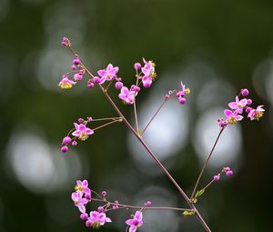 Preview wallpaper talinum, flowers, petals, branch