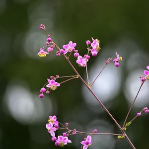 Preview wallpaper talinum, flowers, petals, branch
