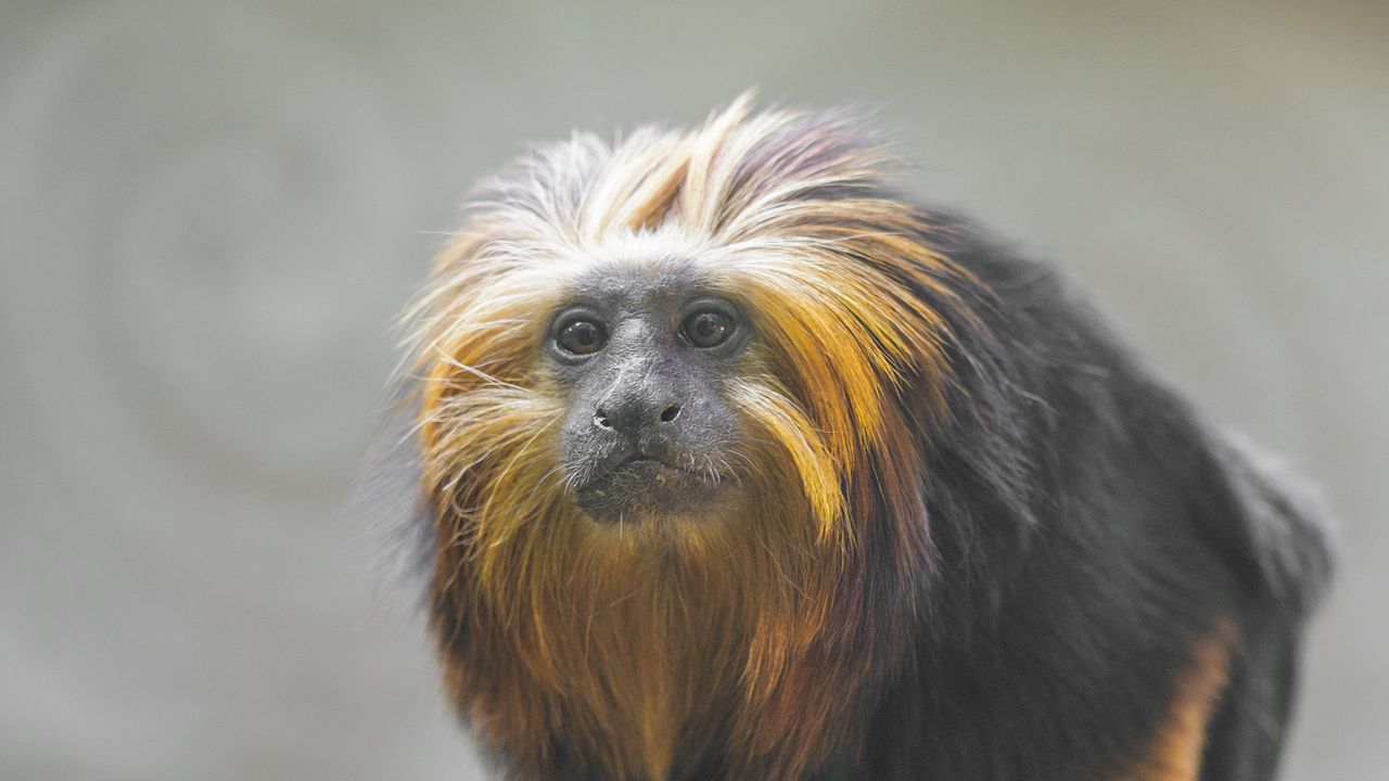 Wallpaper tamarin, monkey, wildlife