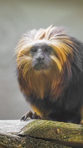 Preview wallpaper tamarin, monkey, wildlife