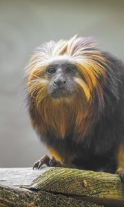 Preview wallpaper tamarin, monkey, wildlife
