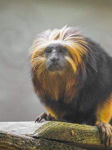 Preview wallpaper tamarin, monkey, wildlife