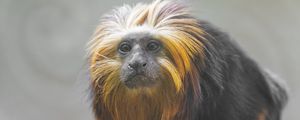 Preview wallpaper tamarin, monkey, wildlife