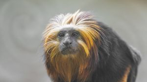 Preview wallpaper tamarin, monkey, wildlife